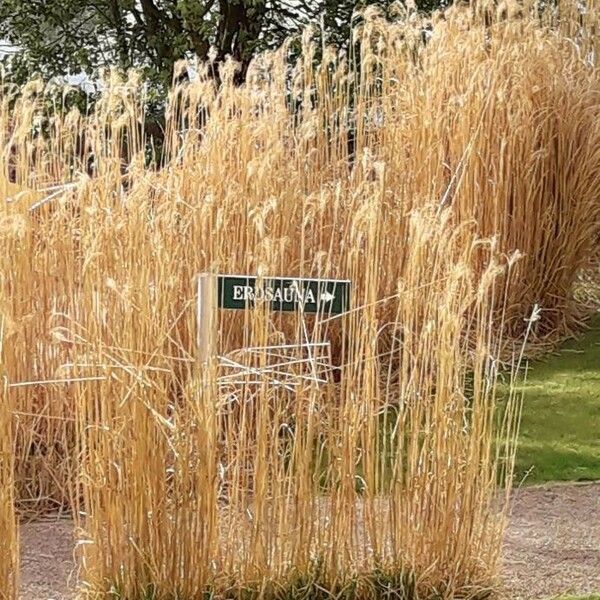 Hordeum vulgare Levél