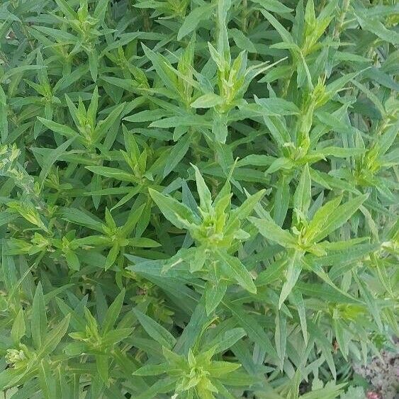 Artemisia dracunculus Ліст