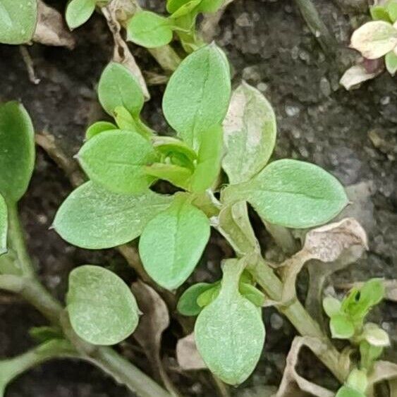 Stellaria media Leht