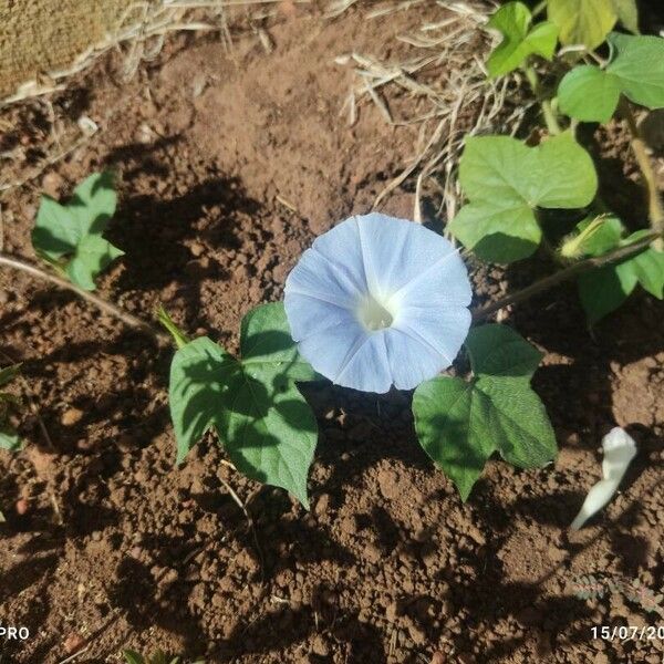 Ipomoea hederacea পাতা