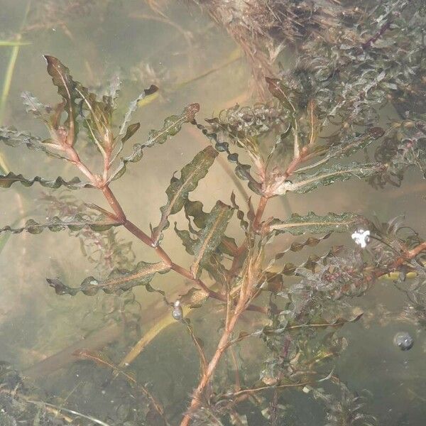 Potamogeton crispus Blad