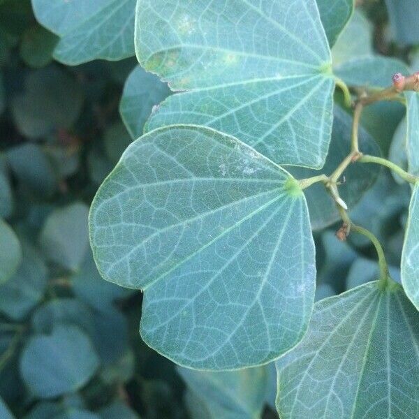 Bauhinia galpinii Leaf