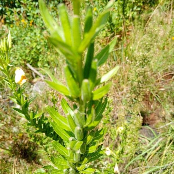 Oenothera parviflora Frucht