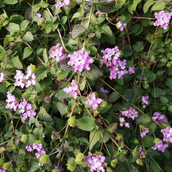 Lantana montevidensis Цвят