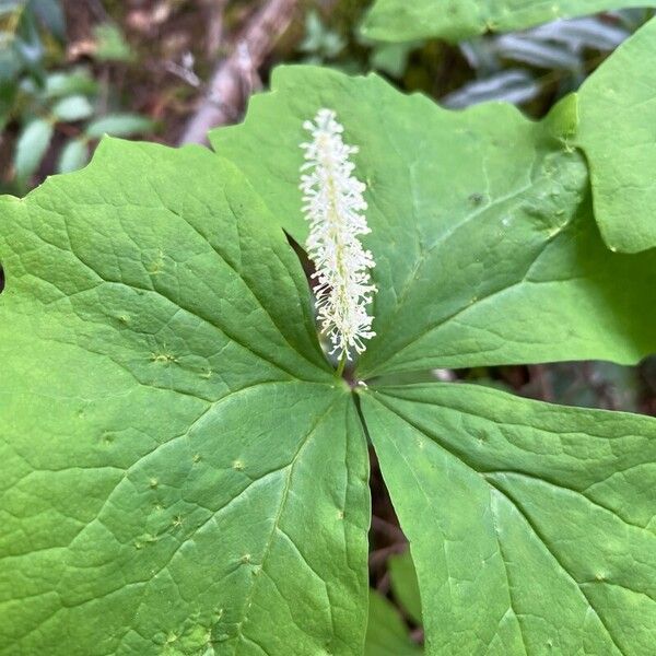 Achlys triphylla Blüte