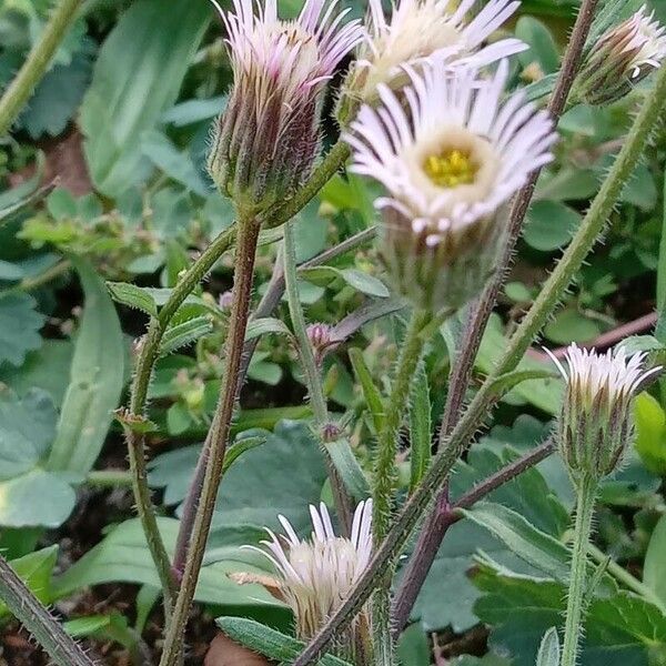 Erigeron acris Flower