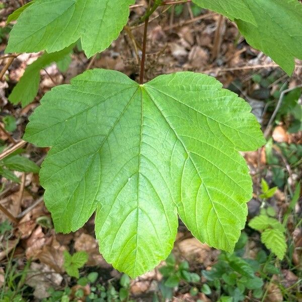 Acer pseudoplatanus Folio