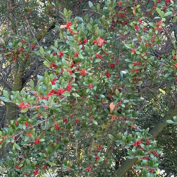 Ilex vomitoria 果実