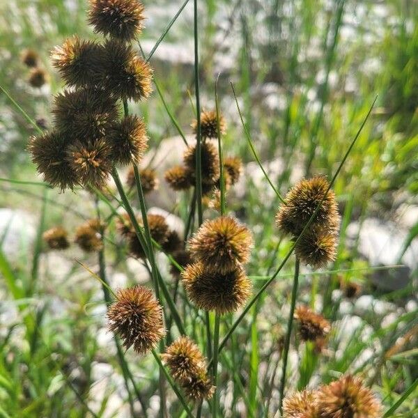 Juncus torreyi Hoja