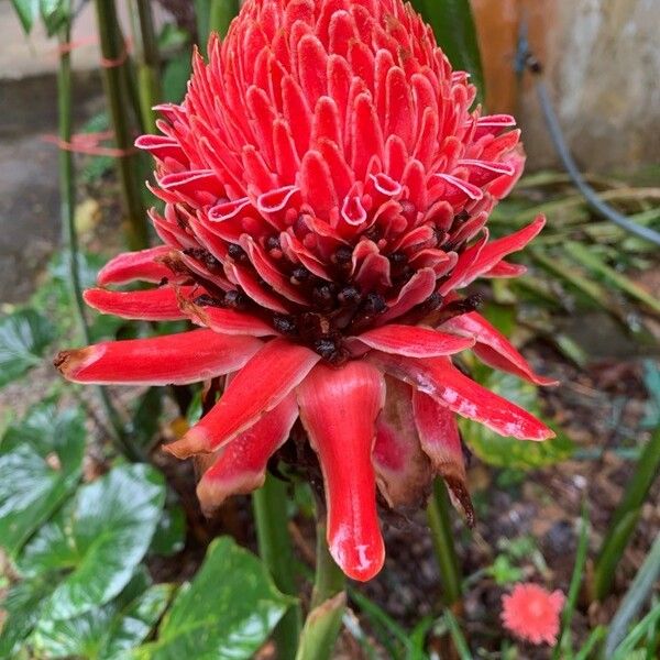 Etlingera elatior Flower