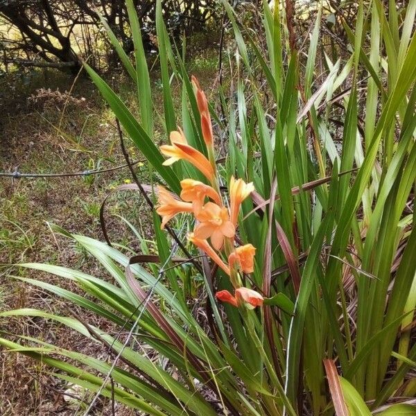 Watsonia meriana 花