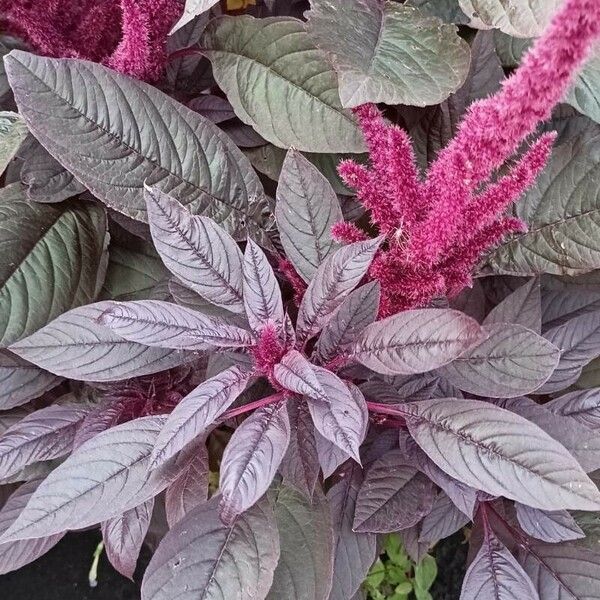 Amaranthus cruentus पत्ता