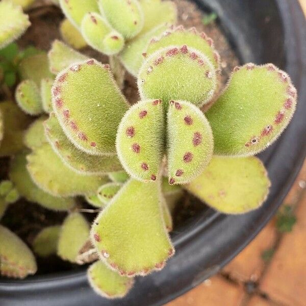 Cotyledon tomentosa Blad