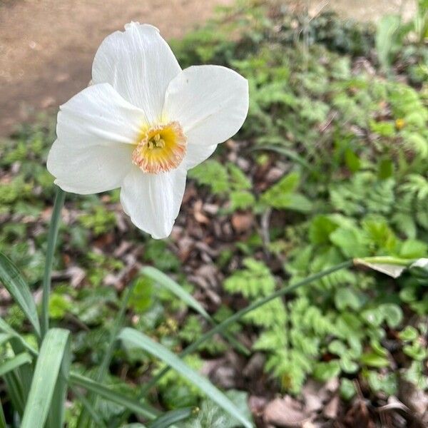 Narcissus poeticus ফুল
