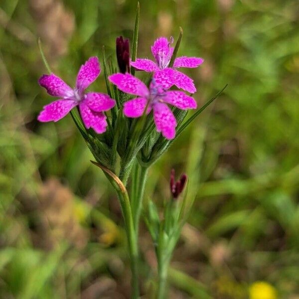 Dianthus armeria Flor