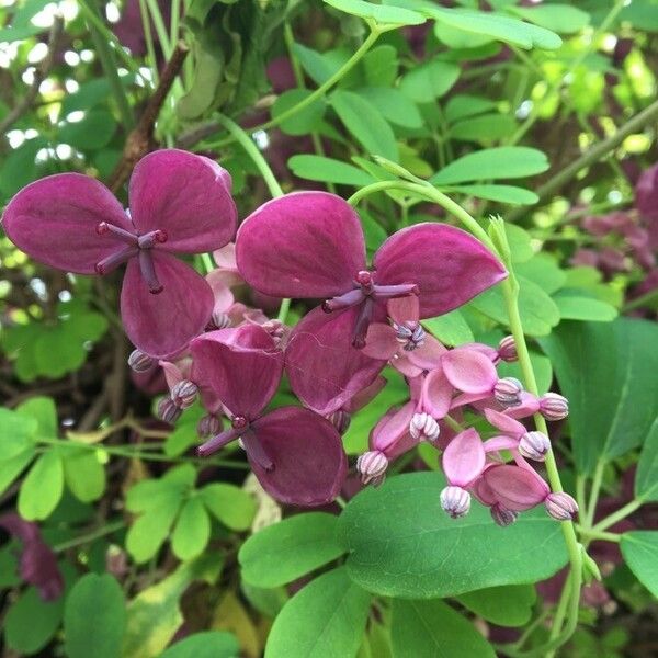 Akebia quinata Blomst