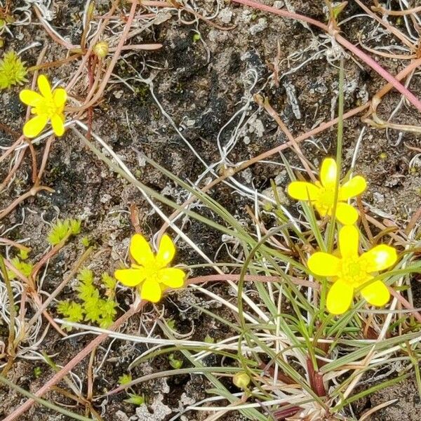 Saxifraga hirculus Kwiat