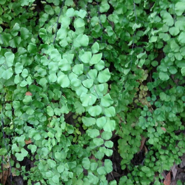 Adiantum jordanii Celota