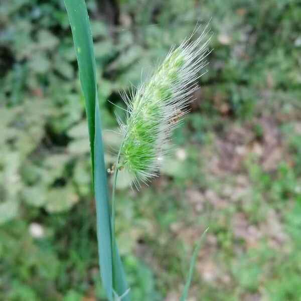 Cynosurus echinatus Floro