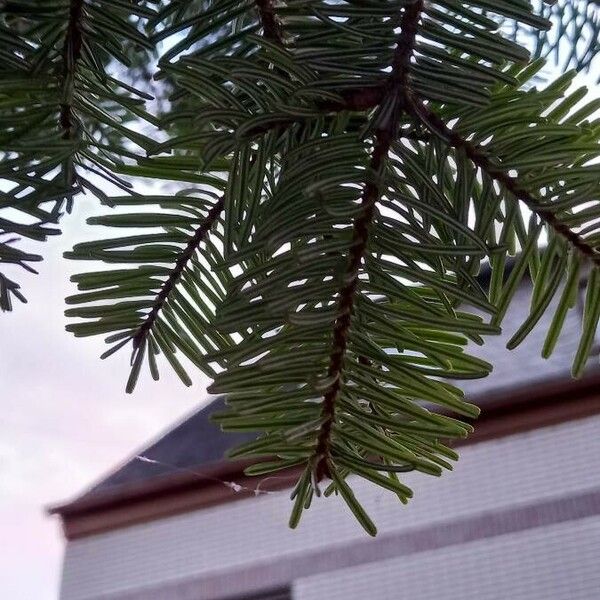 Abies alba Feuille