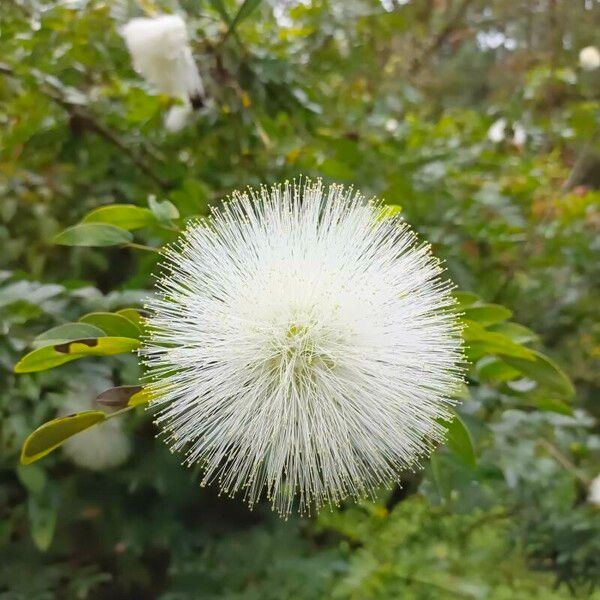 Calliandra haematocephala Flower