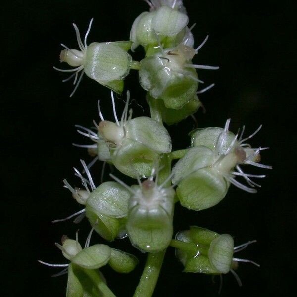 Trichostigma octandrum Kvet