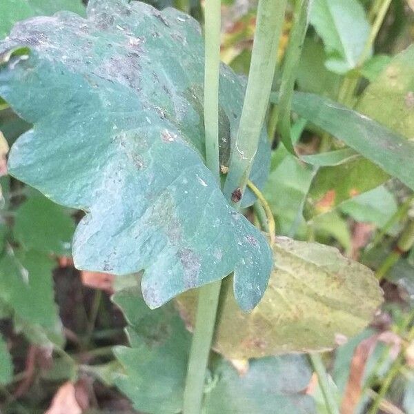 Papaver somniferum кора