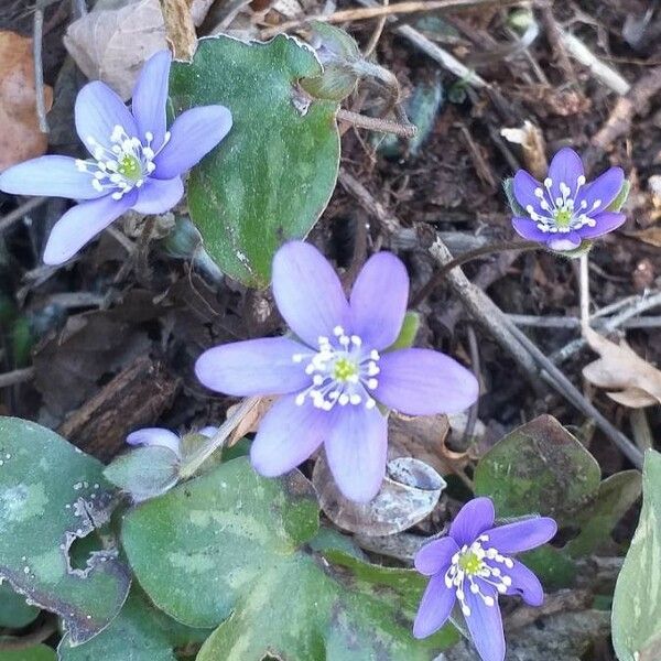 Anemone hepatica Цвят