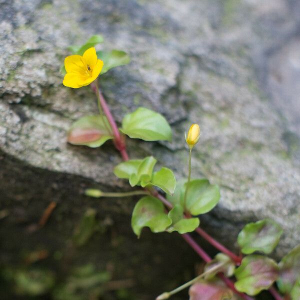 Lysimachia nemorum Flower