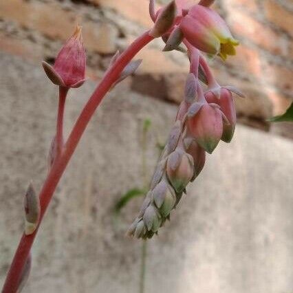 Echeveria elegans Çiçek