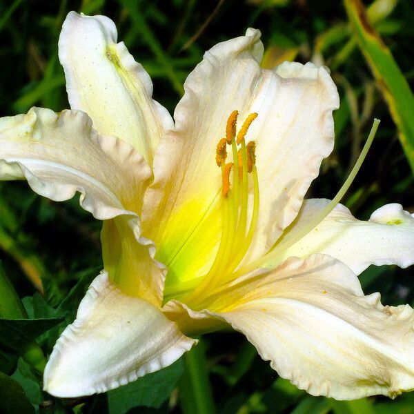 Hemerocallis fulva Flower