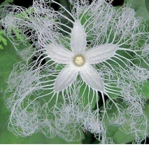 Trichosanthes cucumerina Flower