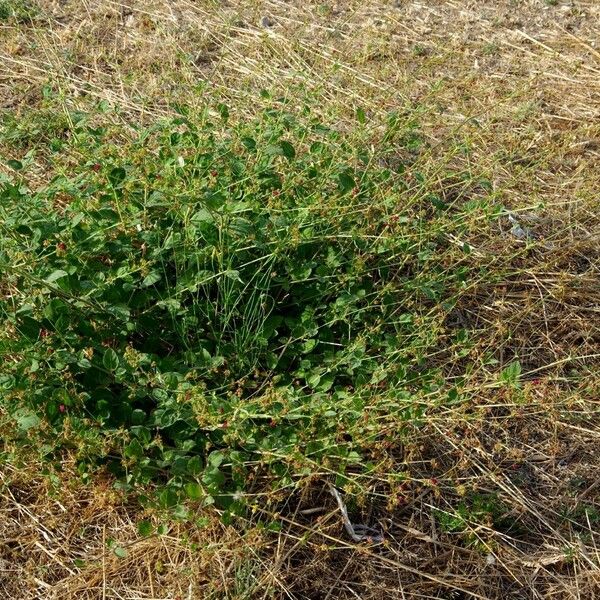 Boerhavia repens Pokrój