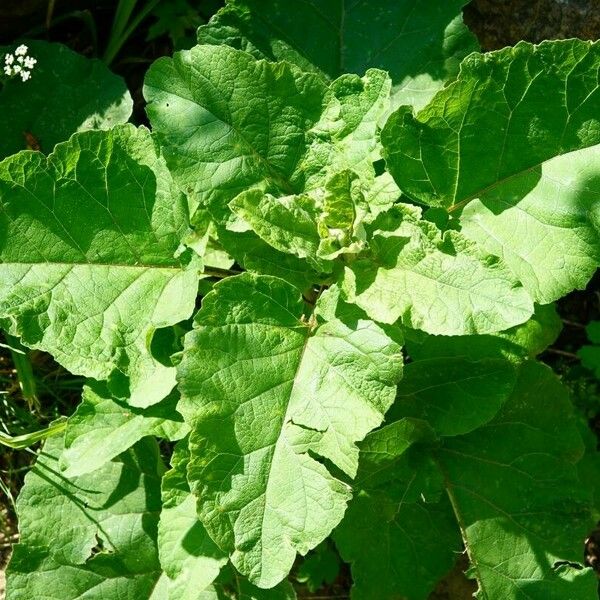 Arctium lappa ഇല