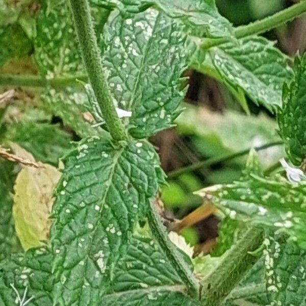 Mentha spicata পাতা