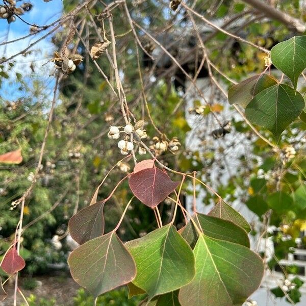 Triadica sebifera 葉