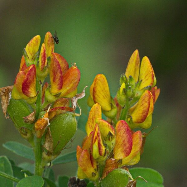 Crotalaria goreensis Flower