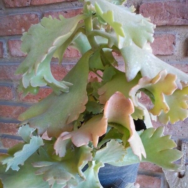 Kalanchoe longiflora Folha