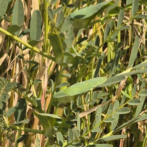 Astragalus atropilosulus Feuille