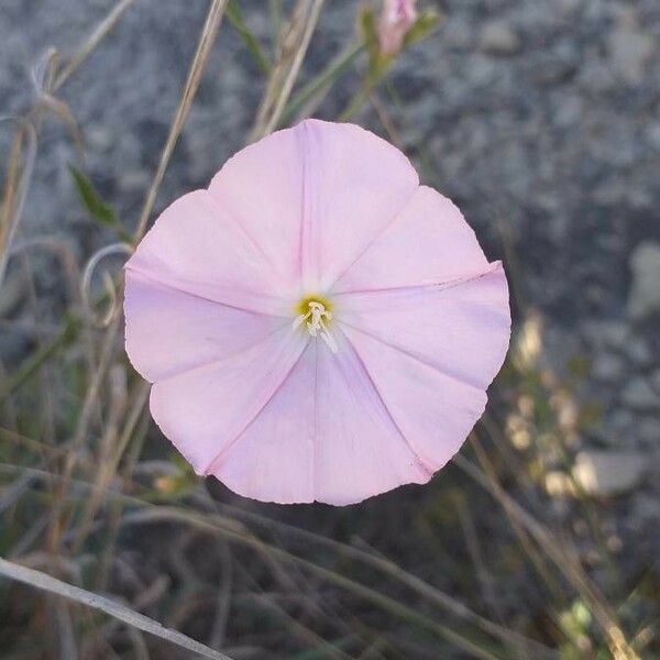 Convolvulus cantabrica Квітка