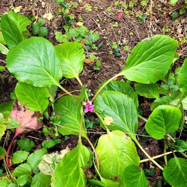 Bergenia crassifolia Hábitos