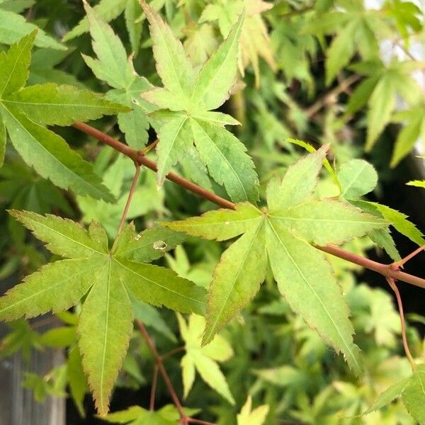 Acer palmatum Blatt