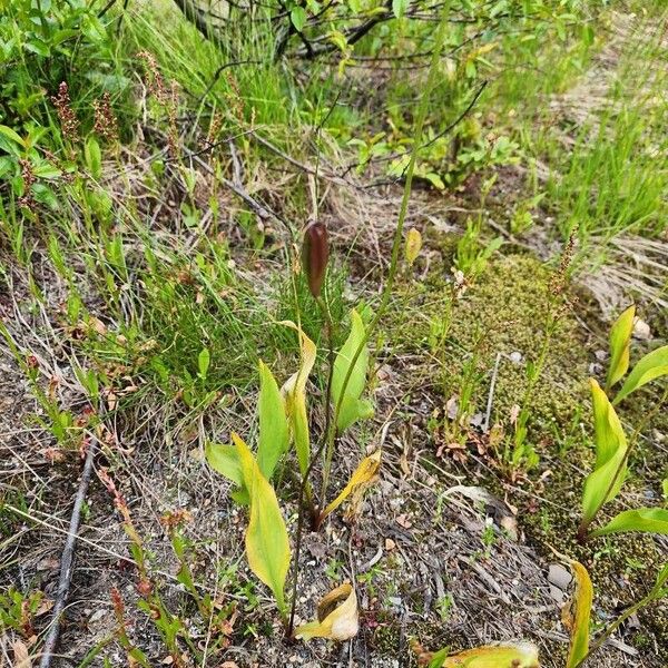 Erythronium grandiflorum Folha