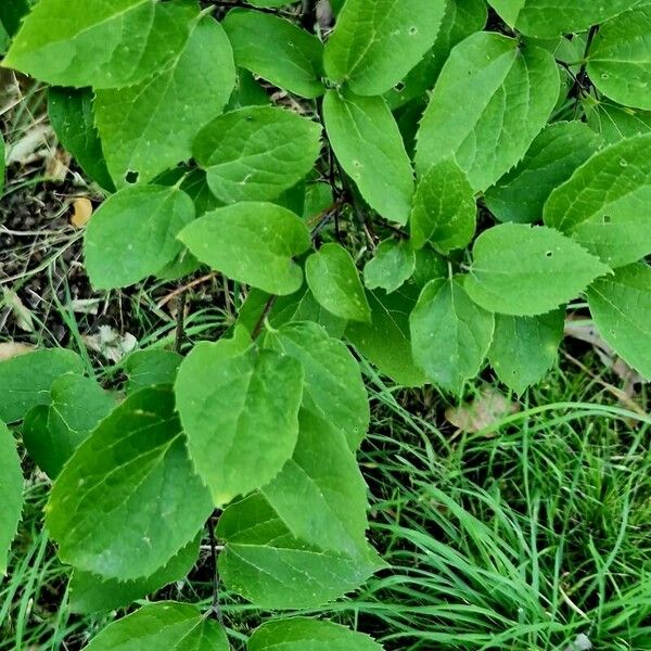 Celtis tenuifolia Foglia