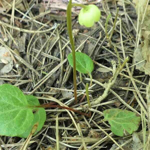 Pyrola chlorantha Blatt