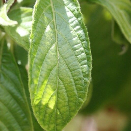 Aphelandra sinclairiana Lehti