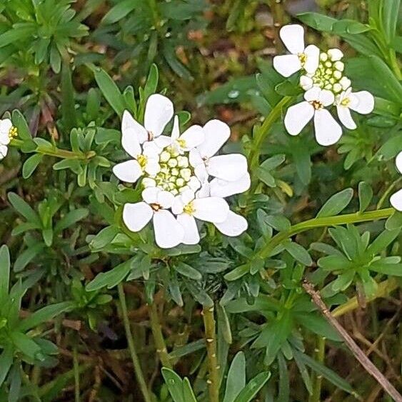 Iberis sempervirens 花