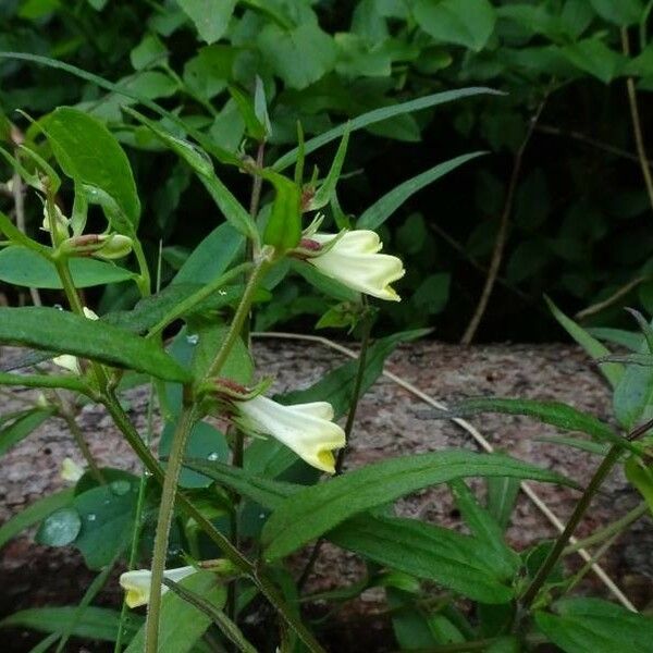 Melampyrum lineare Flower