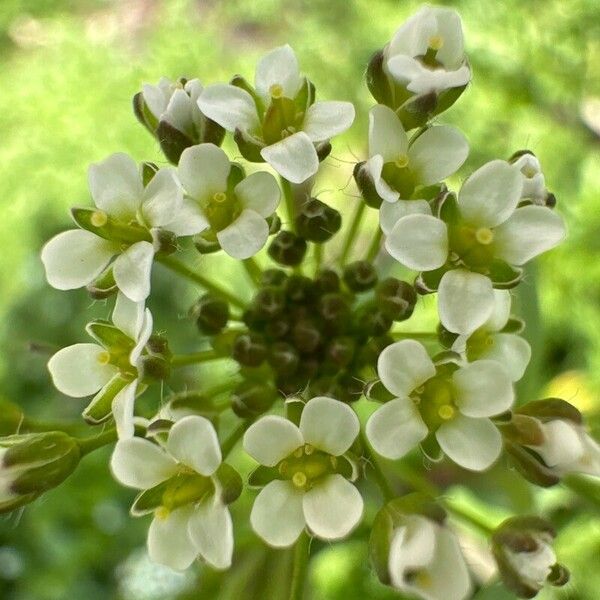 Lepidium hirtum फूल