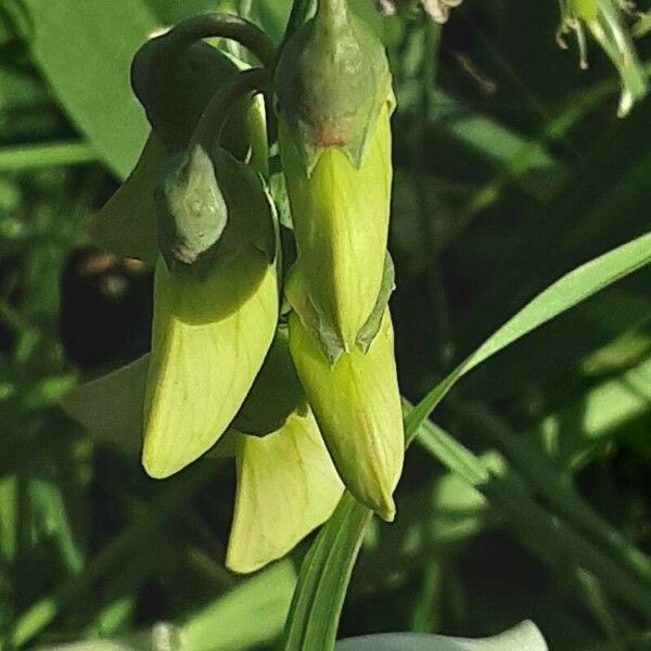 Lathyrus odoratus Květ